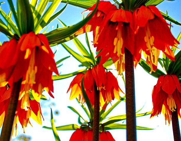istock Colourful flowers in the summer 577940970