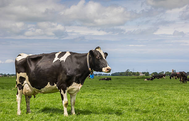 istock Dutch landscape with cows in a green meadow 577941090