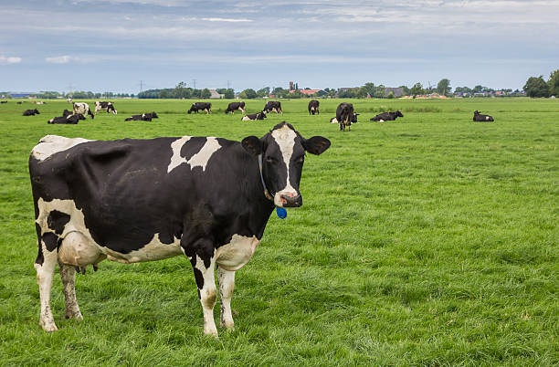 vaca blanca y negra en un paisaje holandés - cow field dutch culture netherlands fotografías e imágenes de stock