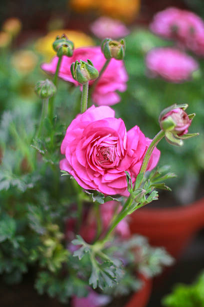 rosas cor-de-rosa  - gallica rose - fotografias e filmes do acervo