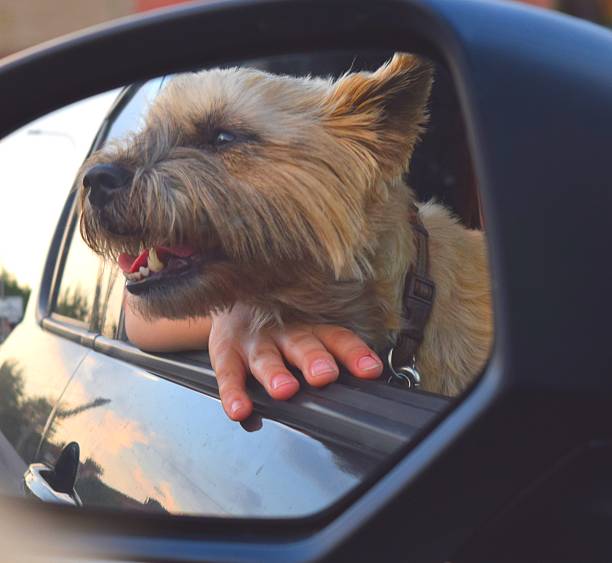 istock cute funny dog sticking head out car window wing mirror 577945640