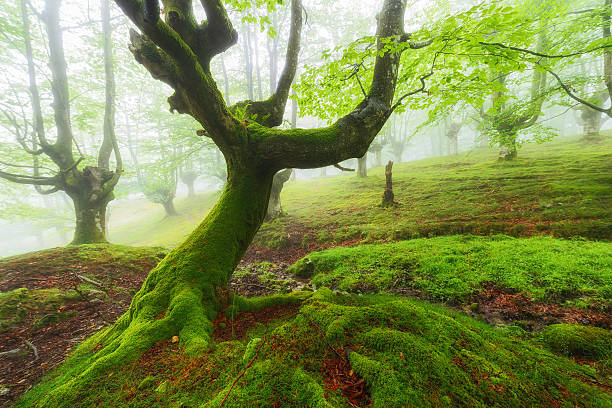 istock Green forest, fairy tale 577946374