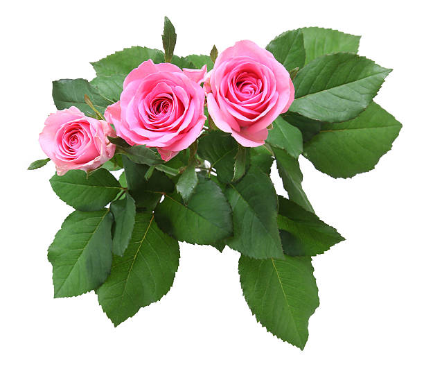 istock Bouquet of roses with leaves 577946998