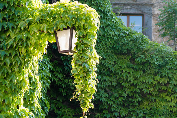 istock An old street lamp with ivy above 577947048