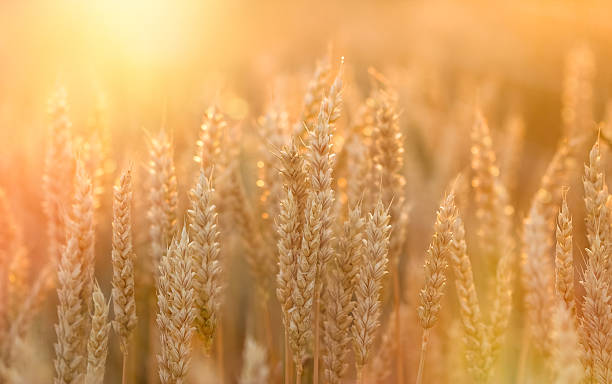 istock Sunset in wheat field - beautiful sunset in agricultural field 577947484