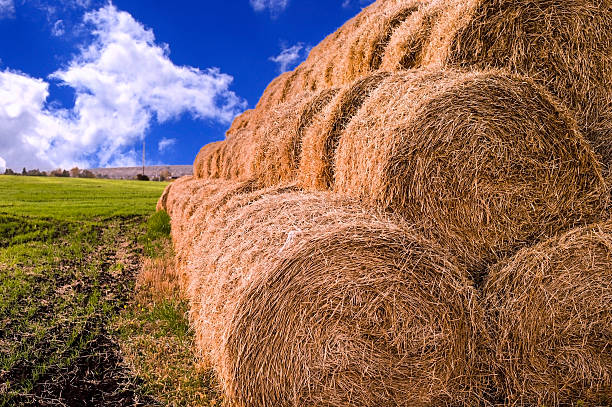 istock Rolls of hay stacked in a stack on the field 577948894