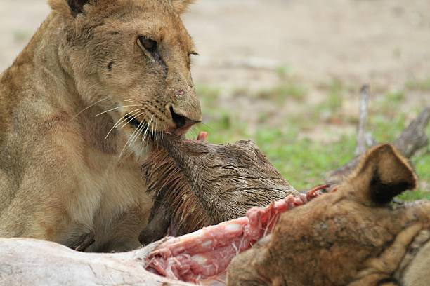 istock Selous Game Reserve, Tanzania 577949092