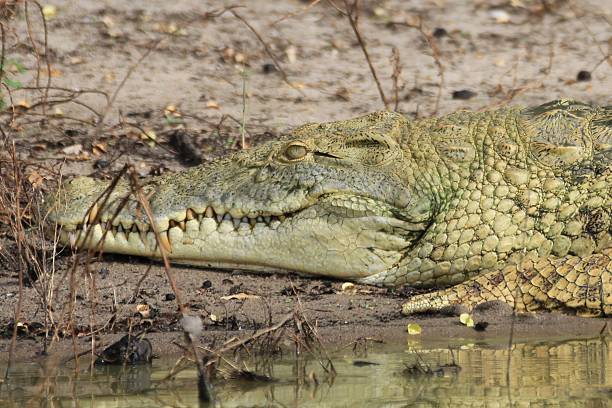istock Selous Game Reserve, Tanzania 577949102