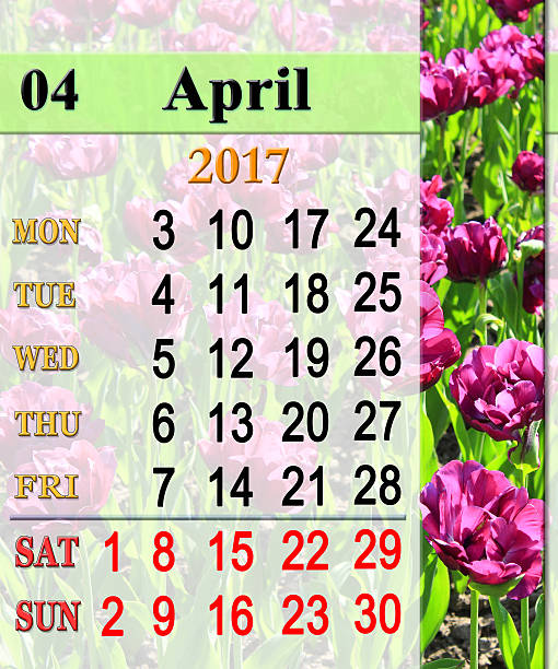 istock calendar for April 2017 with lilac tulips 577949238