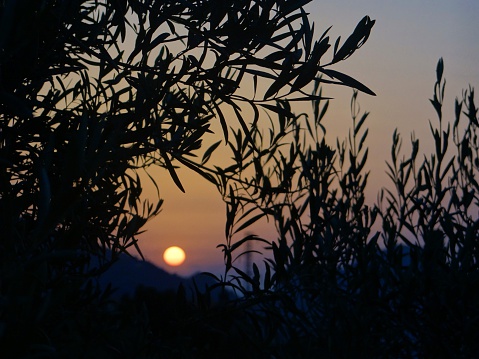 The sun sets over a mountain in Sicily through a circular opening in an olive tree. The sky forms a warm gradient of colours as the sun slowly descends. 