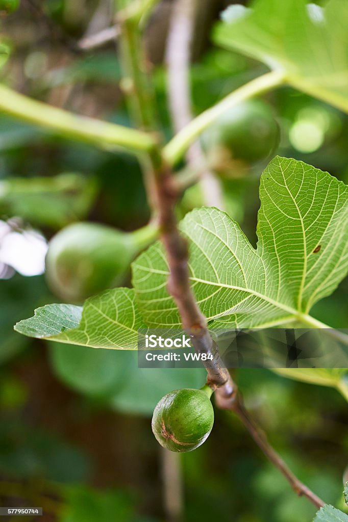 Fig Off Tree Figs On Fig Tree Stock Photo - Download Image Now - Deciduous Tree, Fig ...