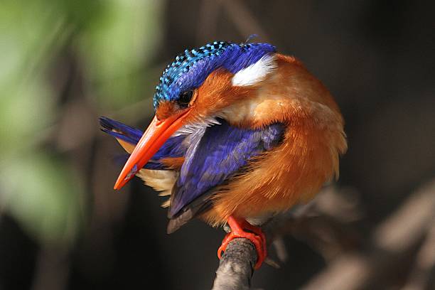 istock Selous Game Reserve, Tanzania 577950896