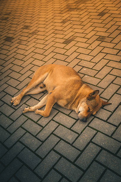 istock Stray dog takes a nap on the sidewalk 577951768