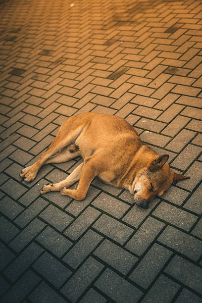 istock Stray dog takes a nap on the sidewalk 577951780