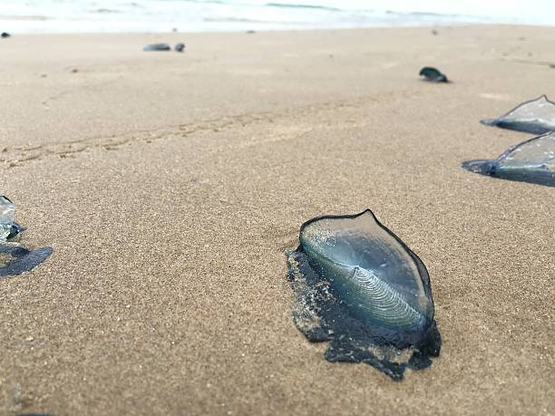 istock Man of War blue Jelly Fish 577951968
