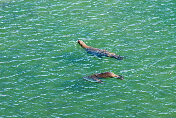 istock Sea Lions Going To Swim 577952810