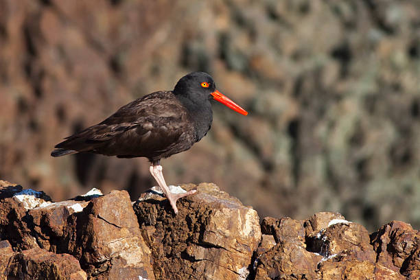 Oyster Catcher su una roccia - foto stock