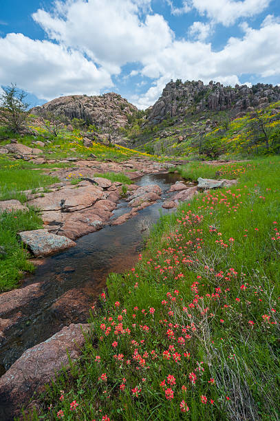 Indian Paintbrush, Creek, Charons Garden Wilderness, Wichita Mountains stock photo