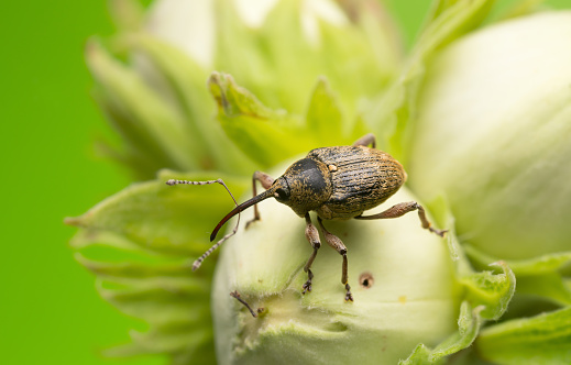 Digital photo of a nut weevil, Curculio nucum on hazelnut. This beetle belongs to the Curculionidae family and is a pest on hazelnuts. 