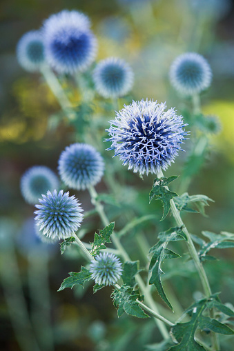 Globe Thistle (Echinops Ritro) turning blue as summer progresses in a Chicago, Illinois garden.  Selective focus on flowerhead in foreground