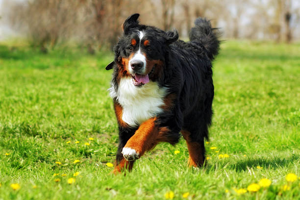 istock happy Beautiful Bernese mountain dog runs are fun 577958698
