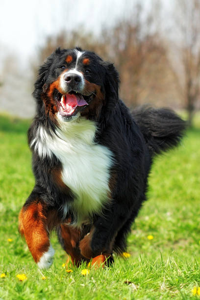istock happy Beautiful Bernese mountain dog runs are fun 577958716