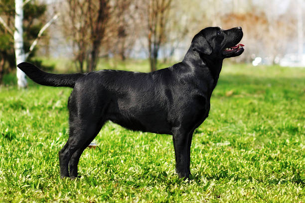 istock Labrador Retriever standing in the show position 577958782