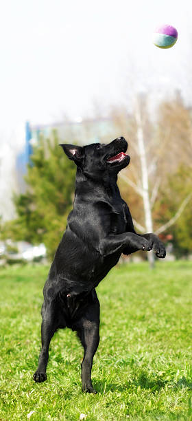 istock black dog Labrador Retriever playing with ball 577958804