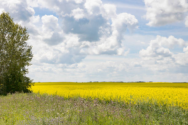 paesaggio rurale con campi di canola gialla - saskatoon saskatchewan prairie field foto e immagini stock