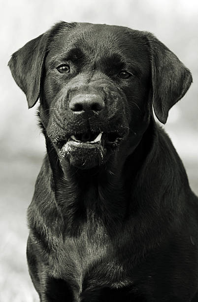 istock Angry dog Labrador Retriever growling 577958872