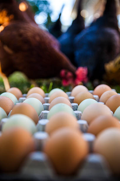 Chickens Eating in Background of Multi Colored Eggs A backyard chicken flock pecks and hunts for food in front of a group of several multi colored eggs rhode island red chicken stock pictures, royalty-free photos & images