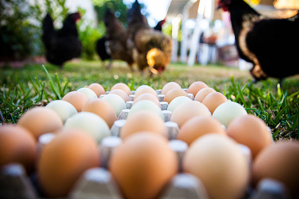 Chickens Eating in Background of Multi Colored Eggs A backyard chicken flock pecks and hunts for food in front of a group of several multi colored eggs rhode island red chicken stock pictures, royalty-free photos & images