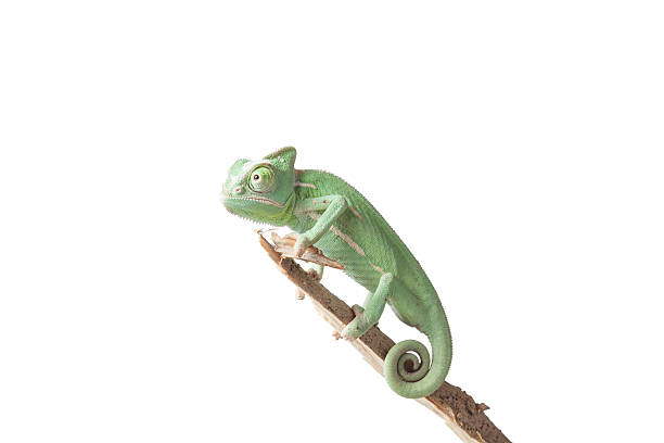 istock Greenish chameleon on branch isolated on white background 577961298