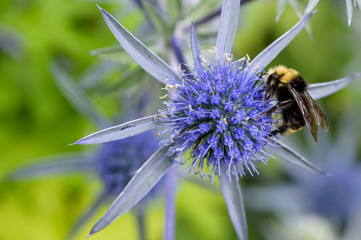 Bumble bee feeding on the nectar of a blue globe thistle