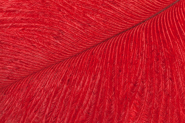 red ostrich feather closeup. macro - ostrich bird wind fluffy imagens e fotografias de stock