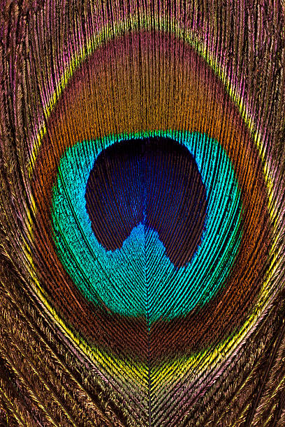 istock Vertical background of peacock bright and colorful feathers close-up. 577963244