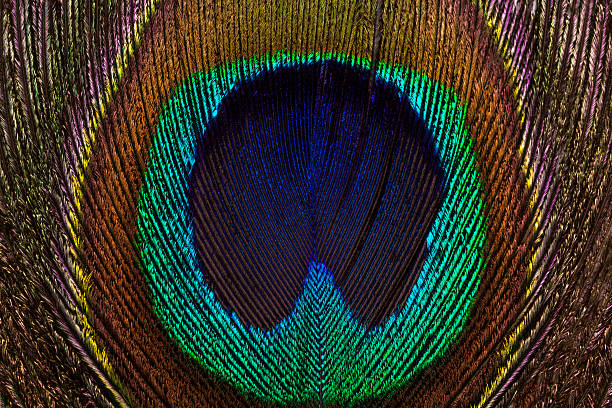 istock Horizontal background of peacock bright and colorful feathers close-up. 577963438