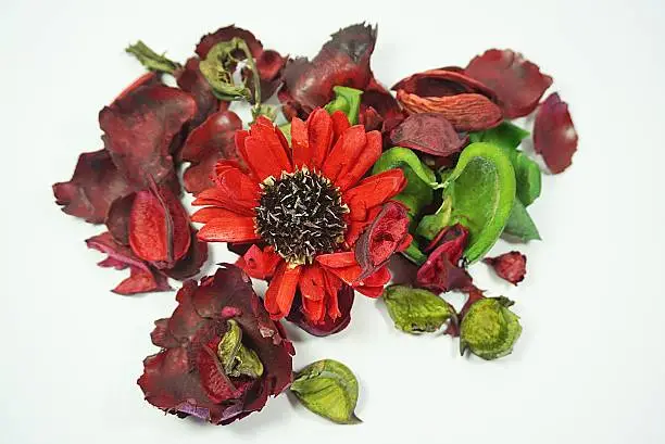 Flower,dry flower,fragrant,fragrant flowers,red flowers,red,nature