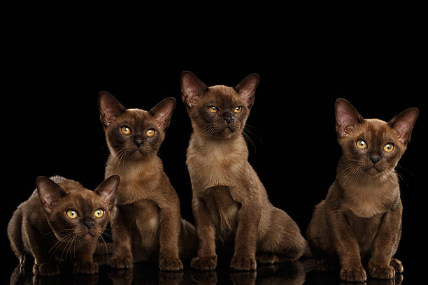 istock Four Cute Burma Kittens Sitting, Isolated Black Background 577963904