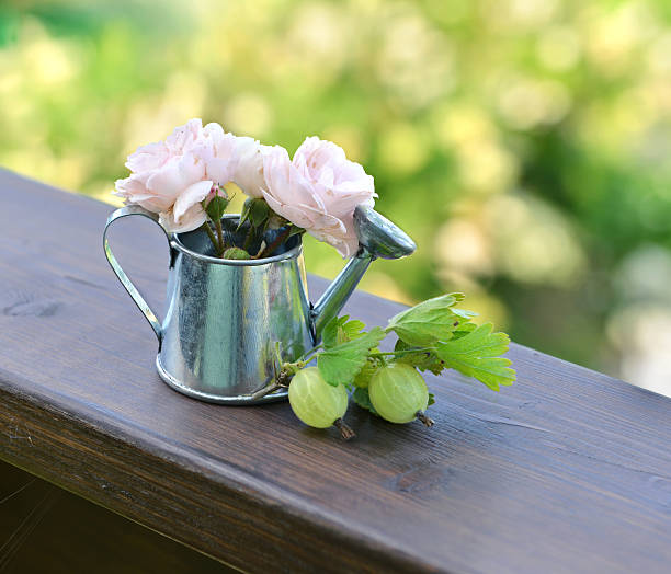 Ripe gooseberries and beautiful roses in cute watering can. Summer seasonal background, rural countryside still life, vintage or retro concept