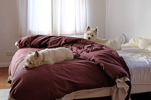istock Two white dogs in a messy bedroom 577965168