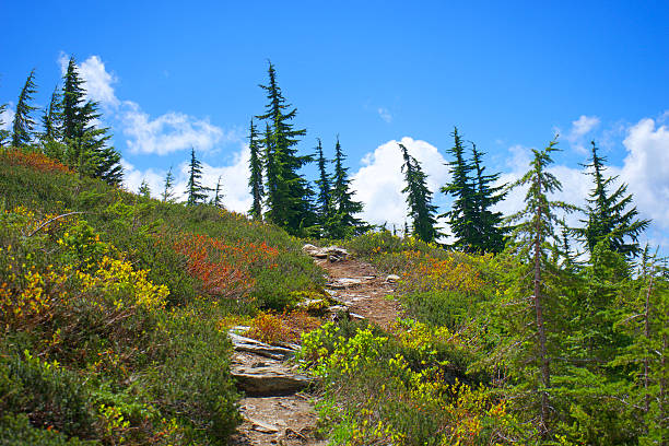 Trail to Hidden Lake Lookout