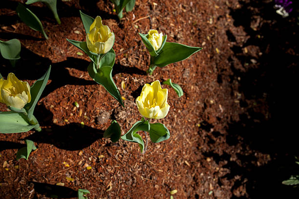 istock Tulip in  Garden 577966532