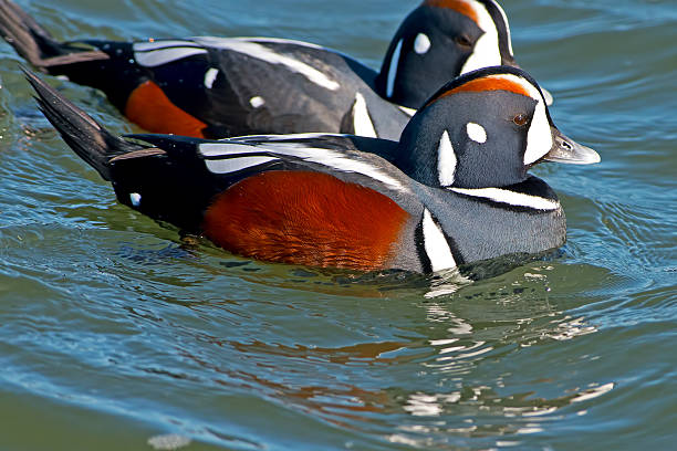 masculino pato-arlequim - harlequin duck duck harlequin water bird imagens e fotografias de stock