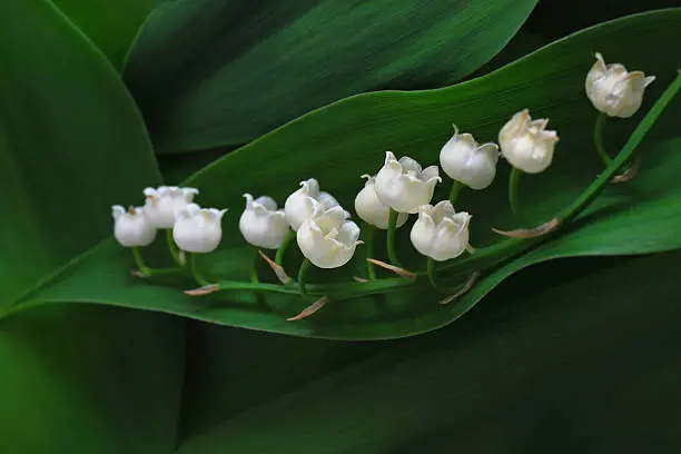 Photo of Stem with White Lily-of-the-Valley on green leafs.