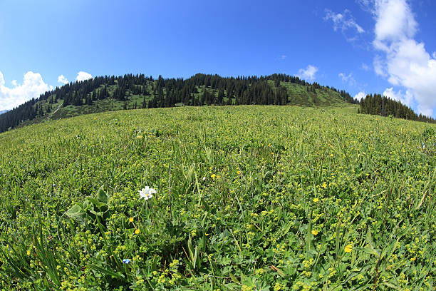 istock beautiful grass land on mountain top under blue sky 577970582