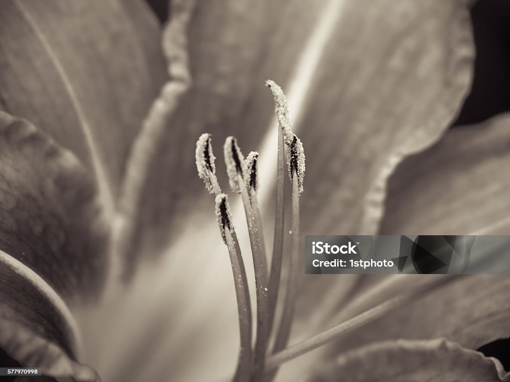 day lily (hermerocallis) orange day lily (hermerocallis) (10) macro with green background. shallow DOF, focus on the anthers Asparagales Stock Photo