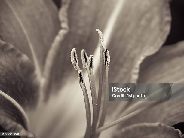 Day Lily Stock Photo - Download Image Now - Asparagales, Beauty In Nature, Black And White