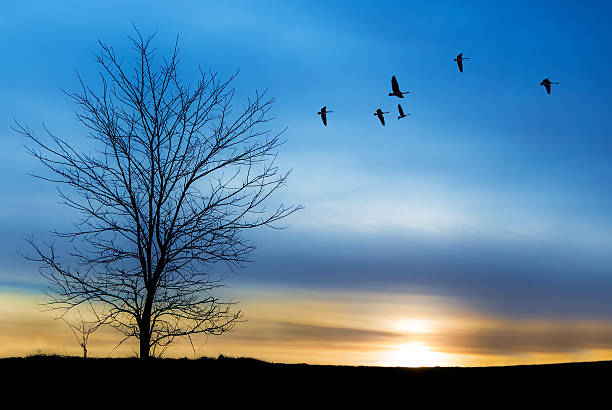 istock Spring or autumn migration of cranes 577971052