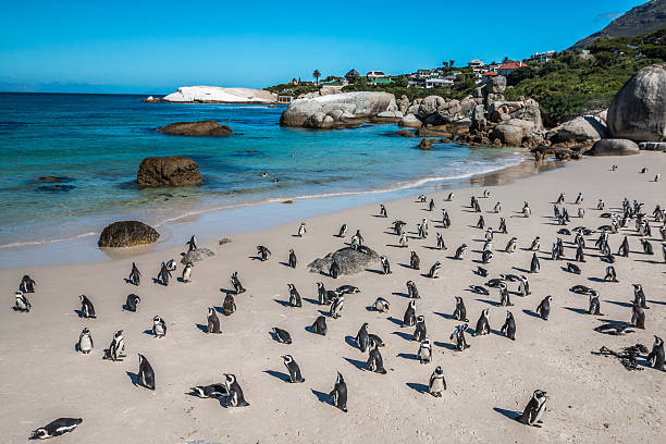 istock Pinguins in Boulders Beach Cape Town 577971698